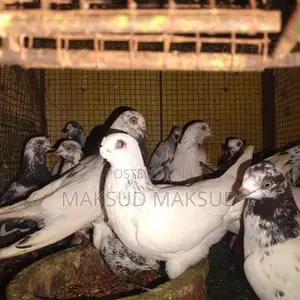 Pigeons
