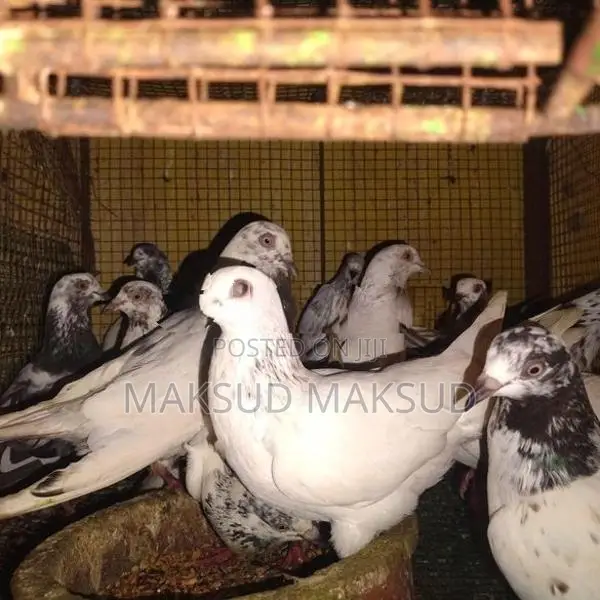 Pigeons