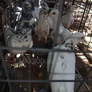 Pigeons