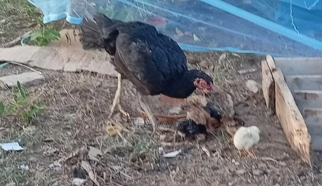 Chicken
