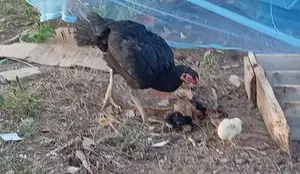 Chicken