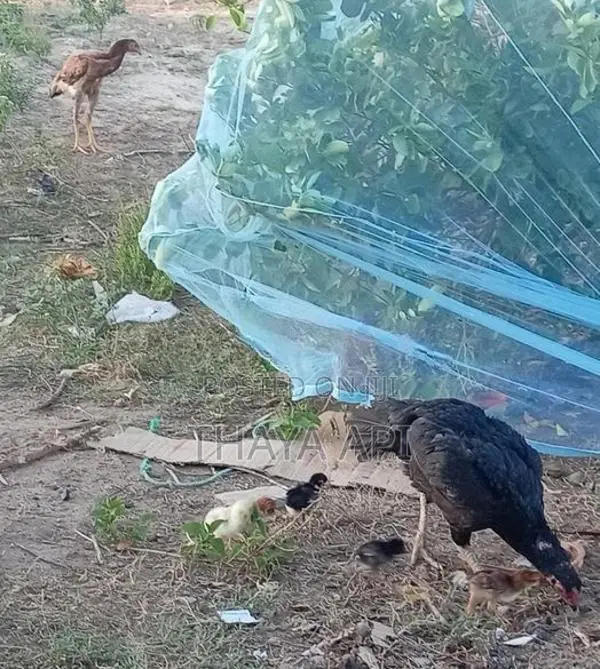 Chicken