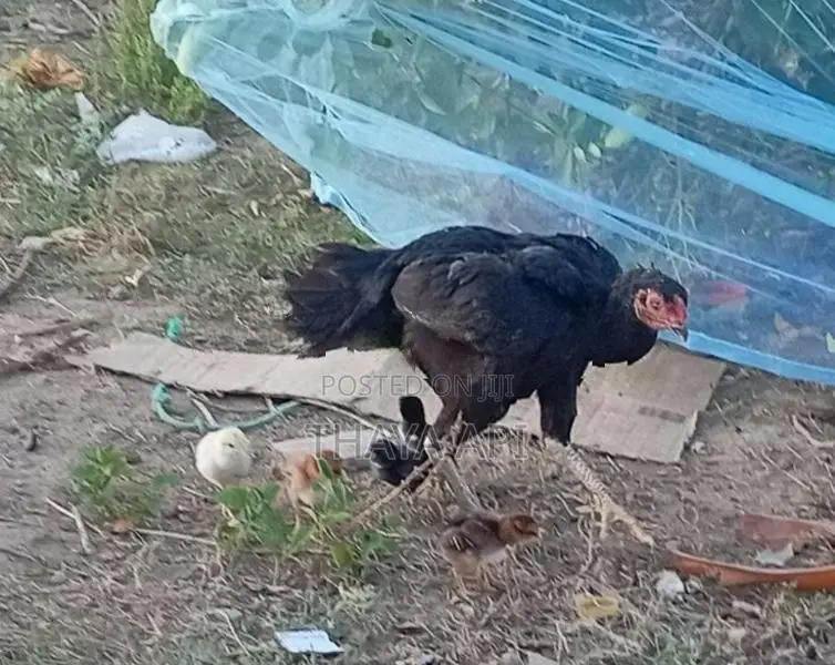 Chicken