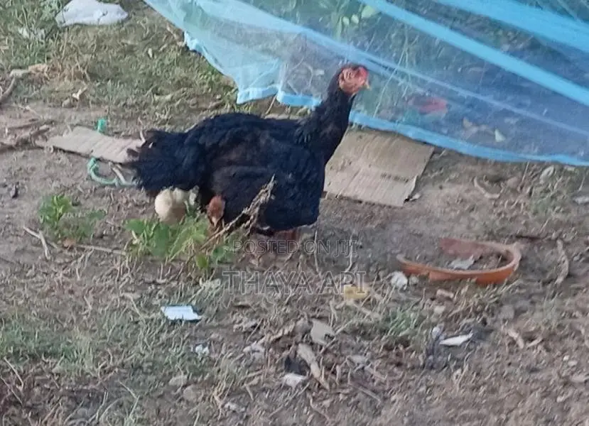 Chicken