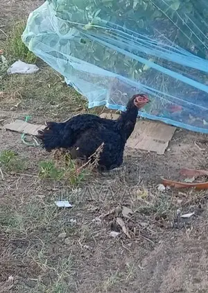 Chicken