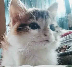 Persian Cat