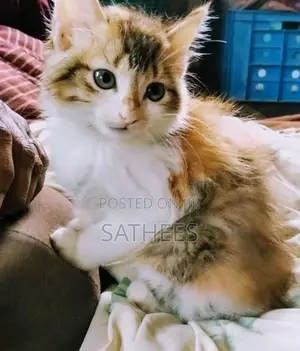 Persian Cat