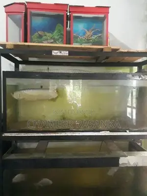 Fish with Tank