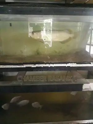Fish with Tank