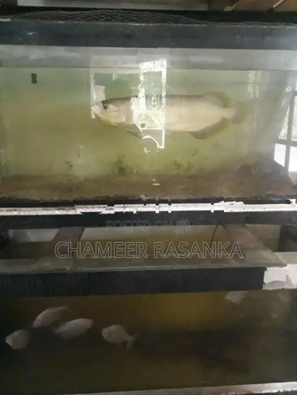 Fish with Tank