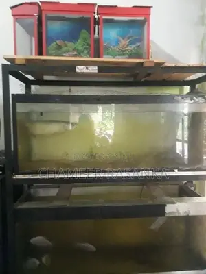 Fish with Tank