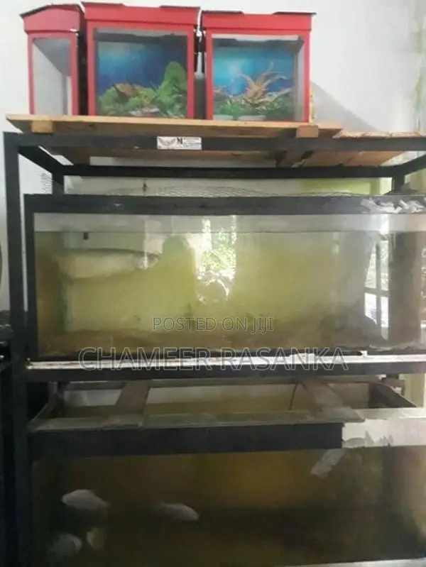 Fish with Tank