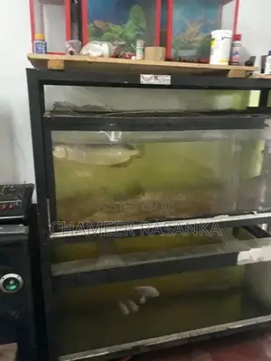 Fish with Tank