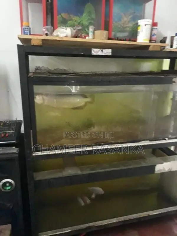 Fish with Tank