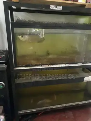 Fish with Tank