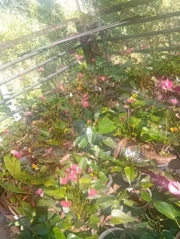 Anthurium