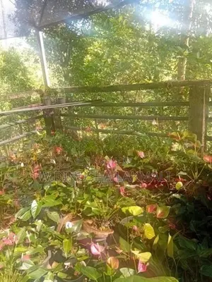 Anthurium