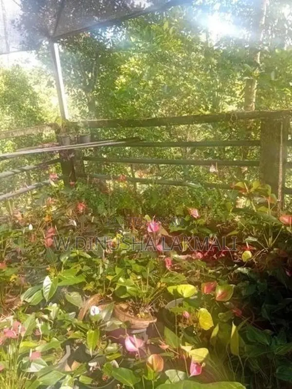Anthurium