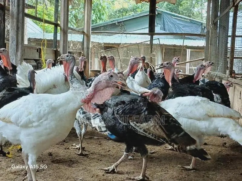Turkey Chicks