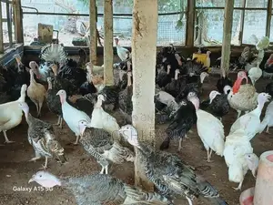 Turkey Chicks