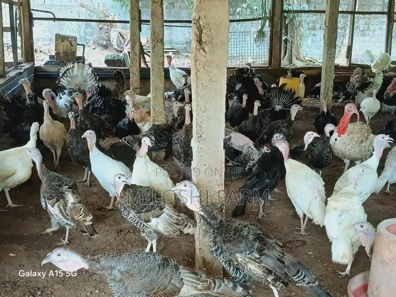 Turkey Chicks