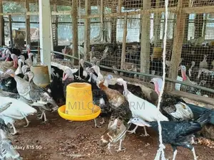 Turkey Chicks
