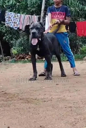 Cane Corso