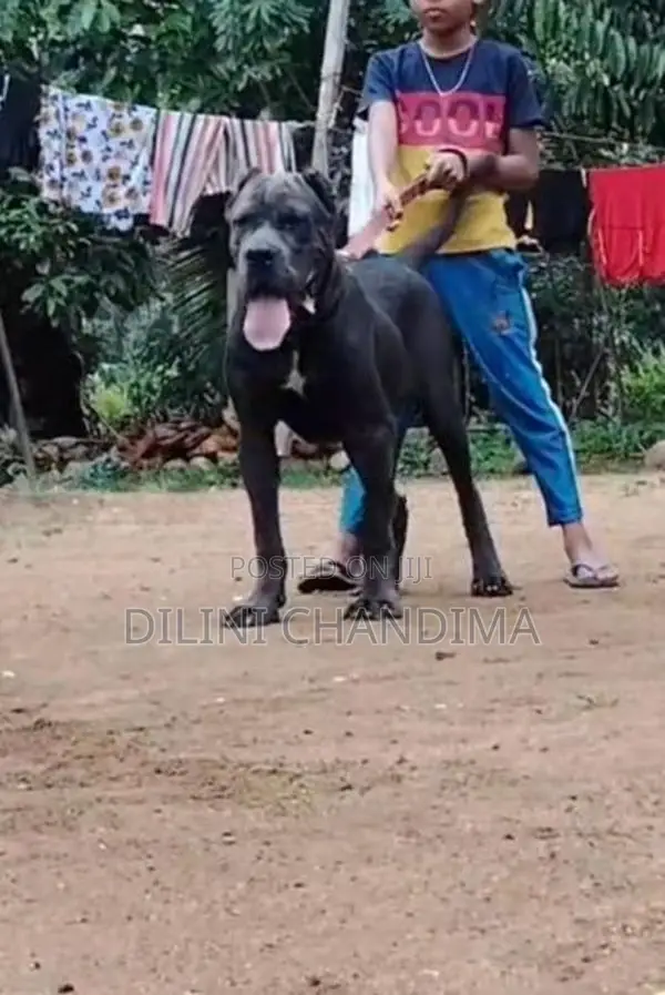 Cane Corso
