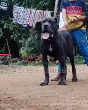 Cane Corso