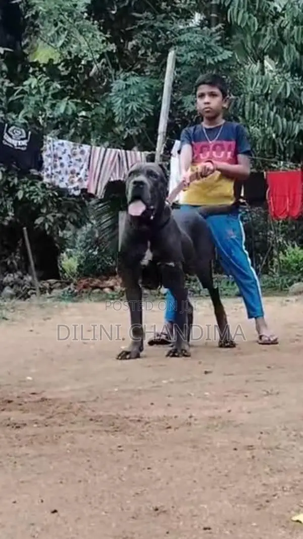 Cane Corso