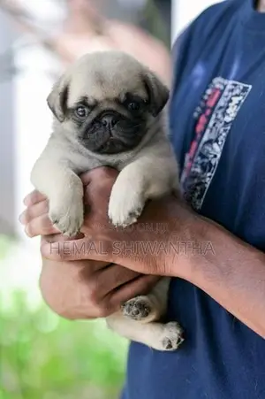 Pug Puppies