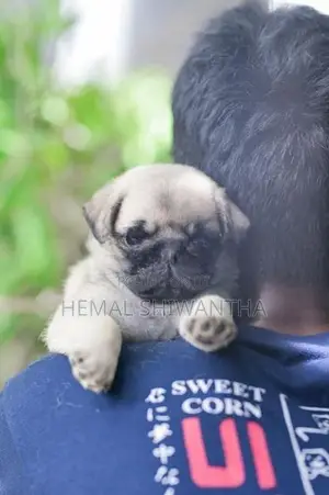 Pug Puppies