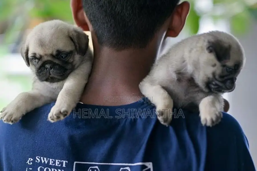 Pug Puppies