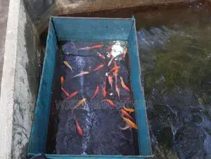 Caf Fish