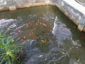 Caf Fish