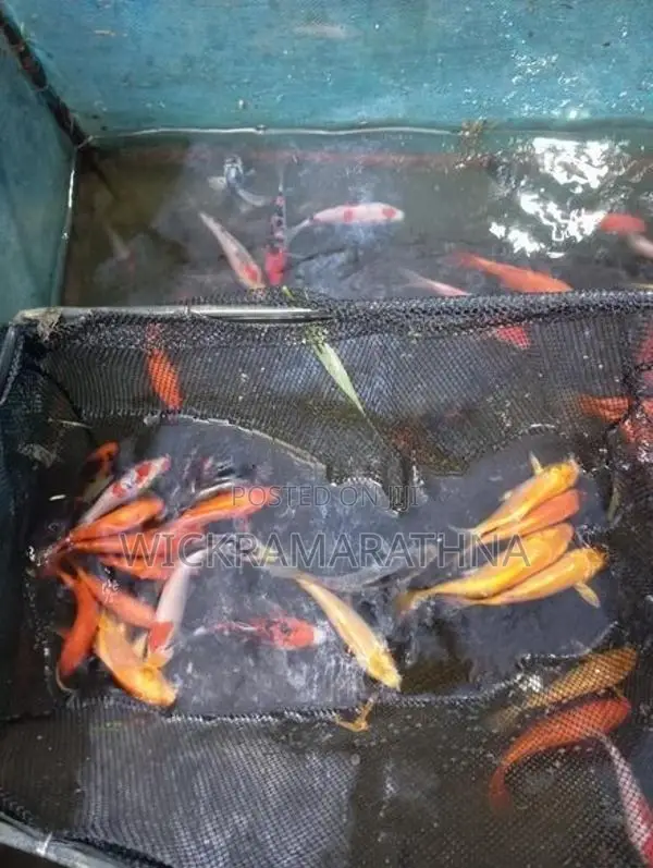 Caf Fish
