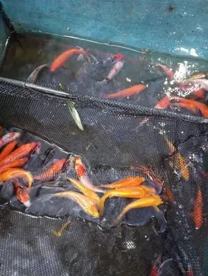 Caf Fish