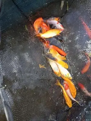 Caf Fish