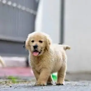 Golden Retriever Puppies