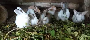 Rabbits