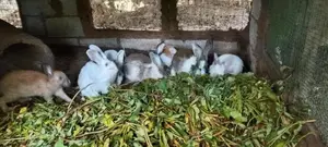 Rabbits