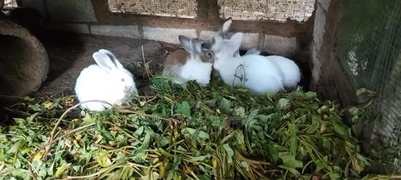 Rabbits