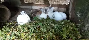 Rabbits