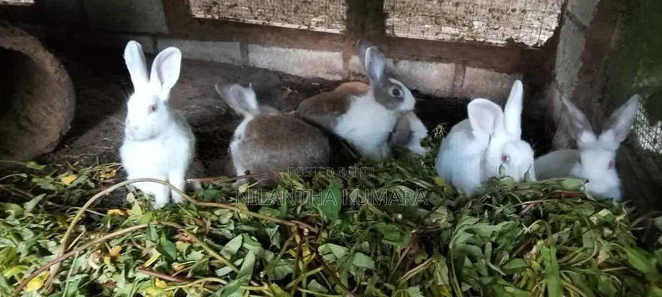Rabbits