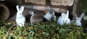 Rabbits