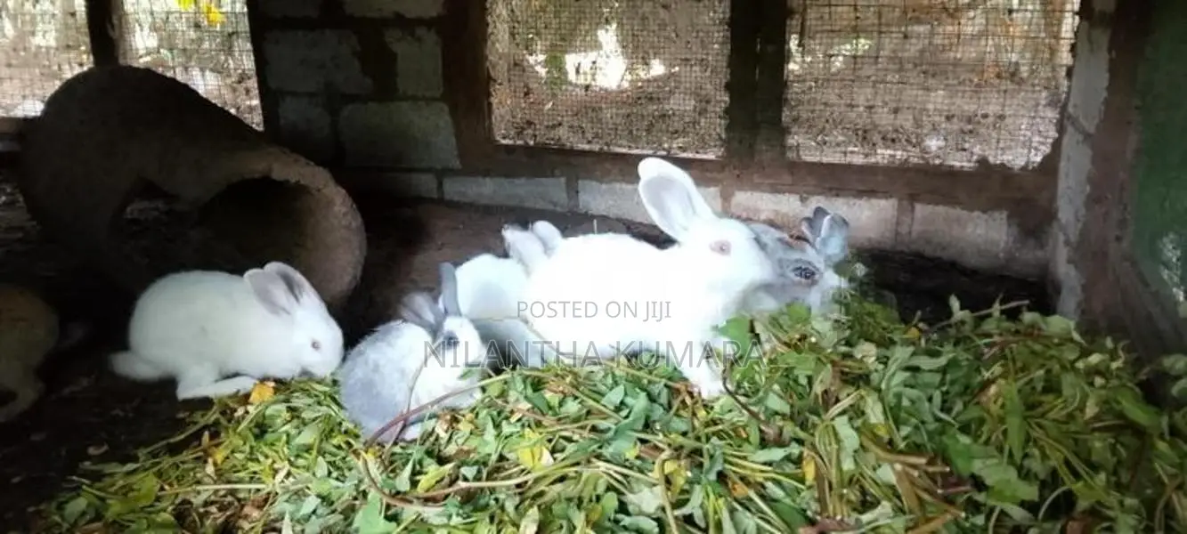 Rabbits