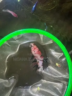 Betta Fish