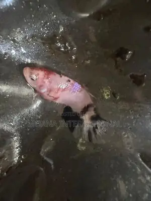 Betta Fish
