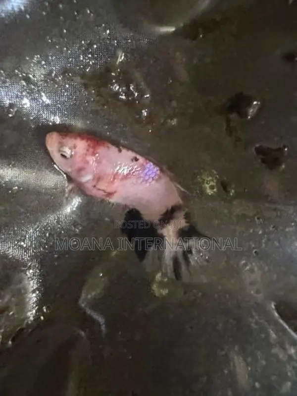 Betta Fish