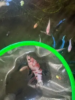 Betta Fish